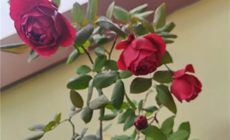 新年献词 || 闯关克难 c币钱包稳步前行